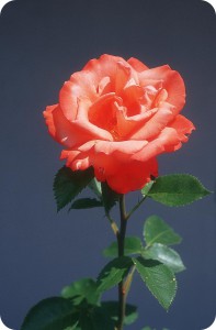 rosa