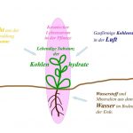 Aus Wasser, Luft und Licht bilden sich die Kohlenhydrat