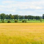 Tote Stoffe werden zu Lebensträgern