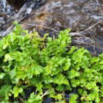 Die Brunnenkresse und ihr wertvolles Fett