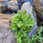 R. Steiner über die Verdauung der Fette?