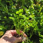 Brunnenkresse – Wissenschaft im Verhältnis zu anthroposophischer Sicht